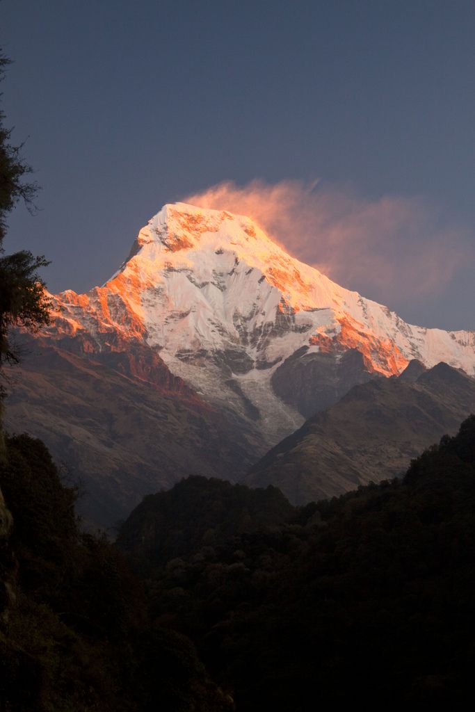 Annapurna South glowing orange at sunset above a forested ridge